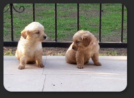 HATAY HATKEM K�ĞEK EĞİTİM KONAKLAMA �RETİM MERKEZİ