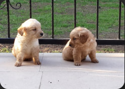 HATAY HATKEM K�ĞEK EĞİTİM KONAKLAMA �RETİM MERKEZİ