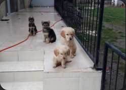 HATAY HATKEM K�ĞEK EĞİTİM KONAKLAMA �RETİM MERKEZİ