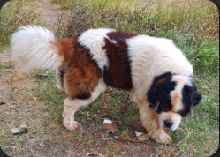 HATKEM HATAY K�PEK EĞİTİM KONAKLAMA �RETİM MERKEZİ