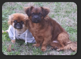 HATKEM HATAY K�PEK EĞİTİM KONAKLAMA �RETİM MERKEZİ