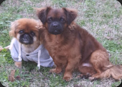 HATKEM HATAY K�PEK EĞİTİM KONAKLAMA �RETİM MERKEZİ