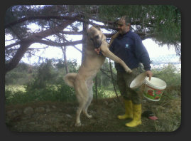 HATKEM HATAY K�PEK EĞİTİM KONAKLAMA �RETİM MERKEZİ