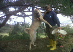 HATKEM HATAY K�PEK EĞİTİM KONAKLAMA �RETİM MERKEZİ